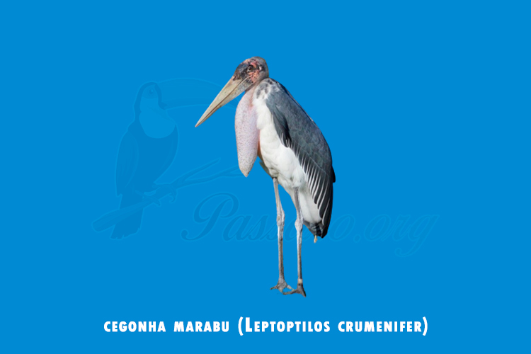 cegonha marabu (Leptoptilos crumenifer)