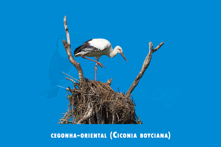 cegonha-oriental (Ciconia boyciana )