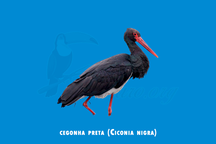 cegonha preta (Ciconia nigra)