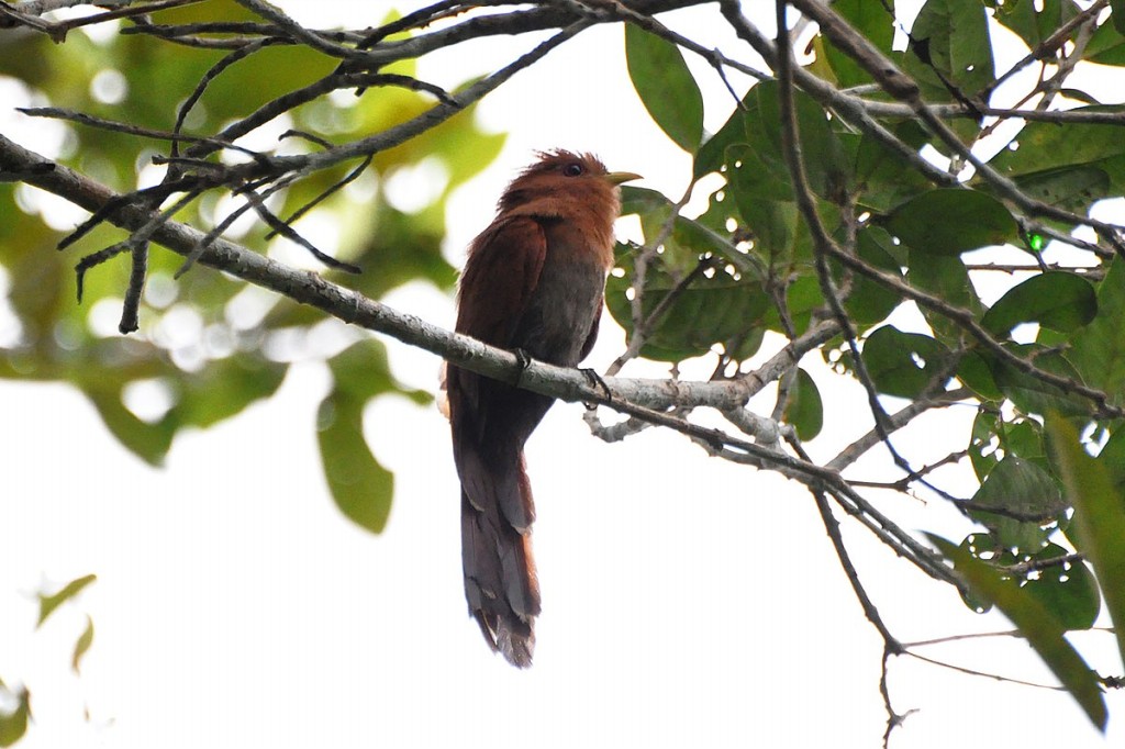 chincoa-pequeno