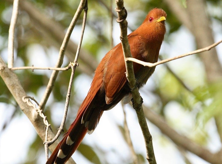 chincoa-pequeno