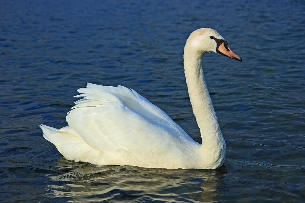 cisne-branco