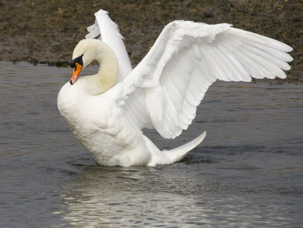 cisne-branco