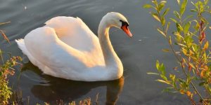 cisne-branco