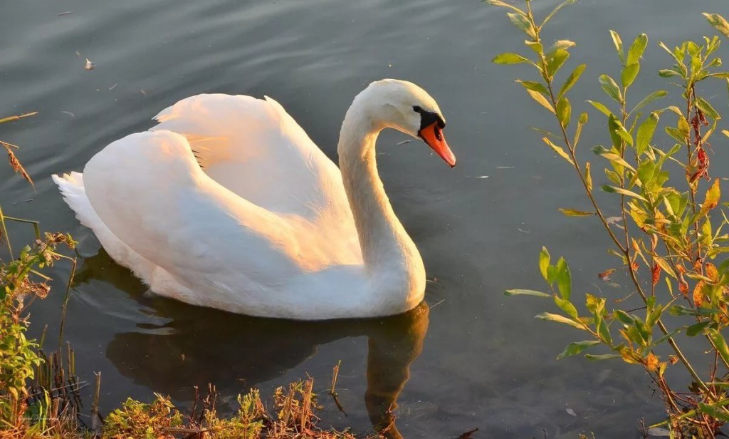 cisne-branco