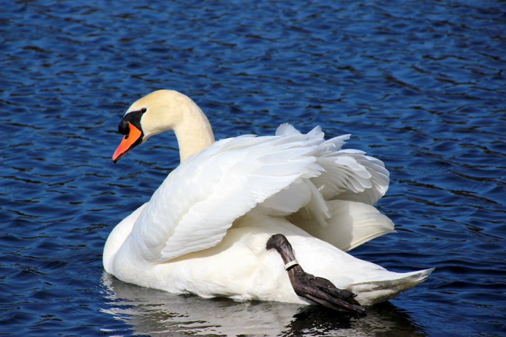 cisne-branco