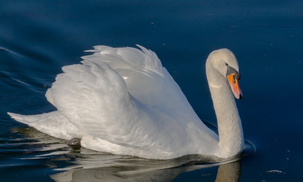 cisne-branco