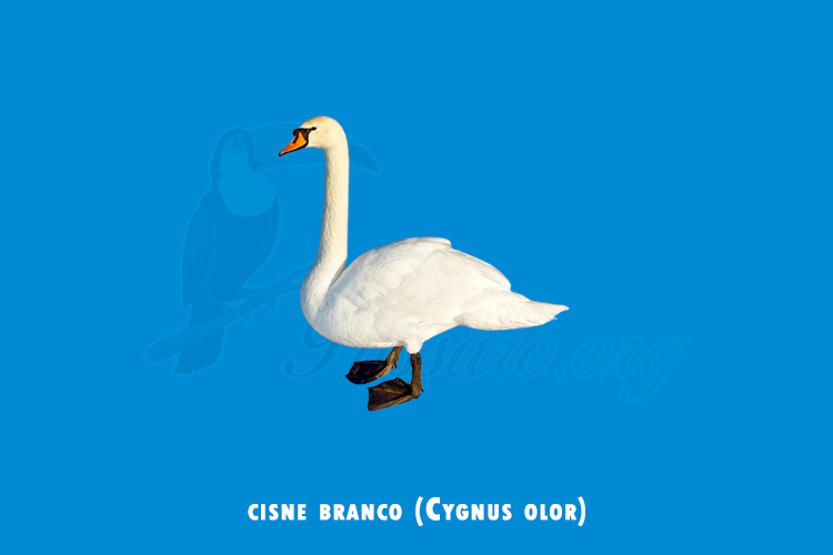 cisne branco (Cygnus olor)