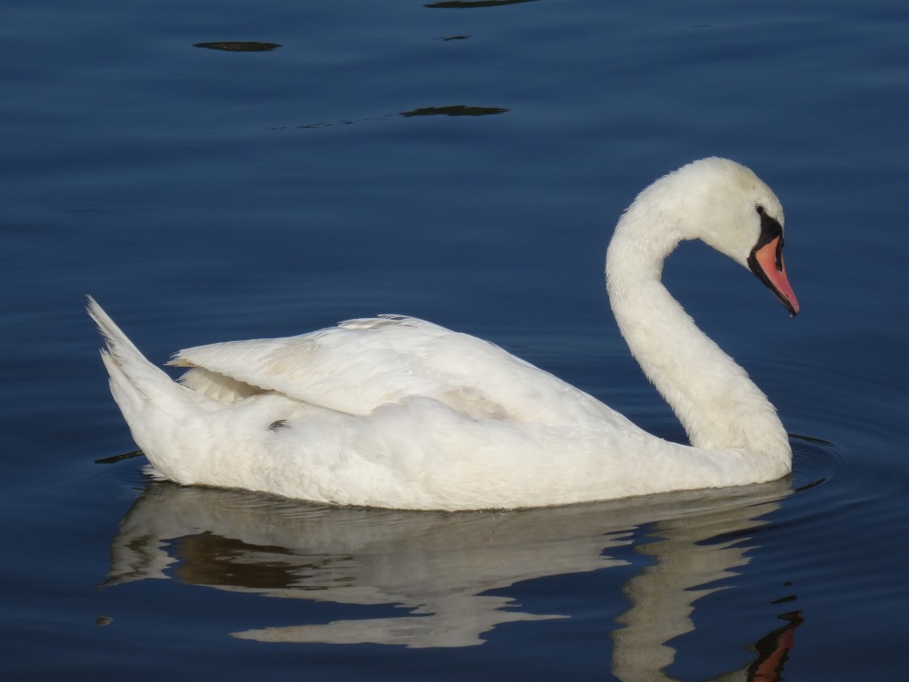 cisne-branco