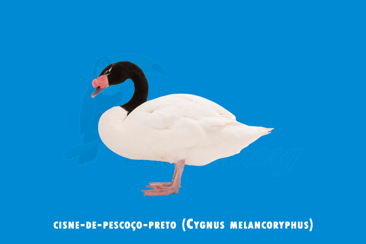 cisne-de-pescoço-preto (Cygnus melancoryphus)