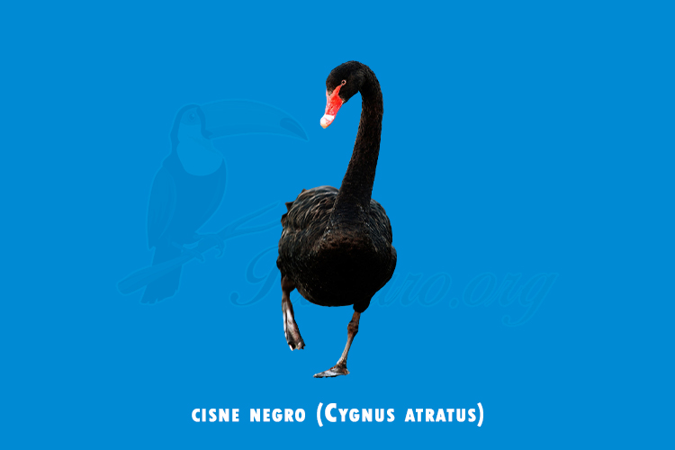 cisne negro ( Cygnus atratus )