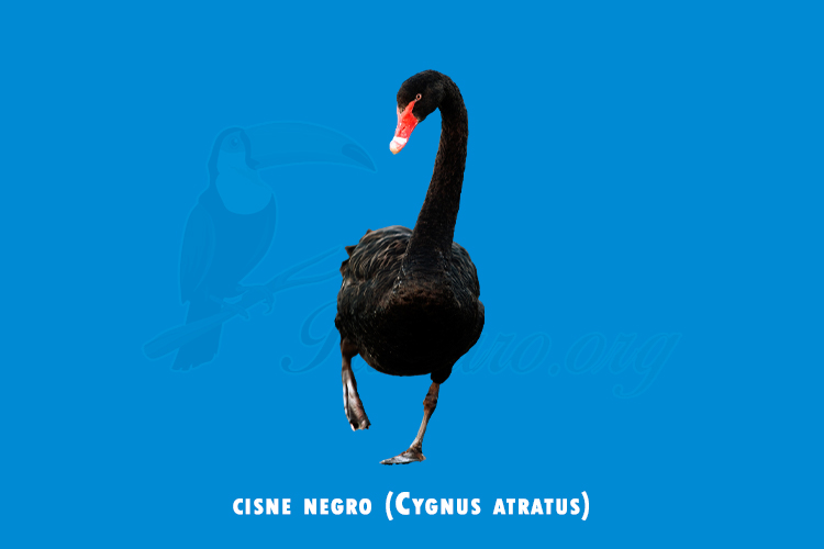 cisne negro ( Cygnus atratus ) (1)