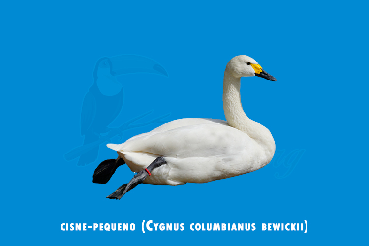 cisne-pequeno (Cygnus columbianus bewickii)  