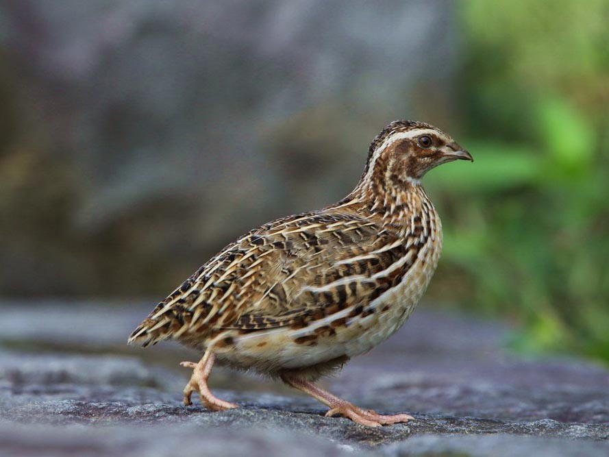 codorna japonesa