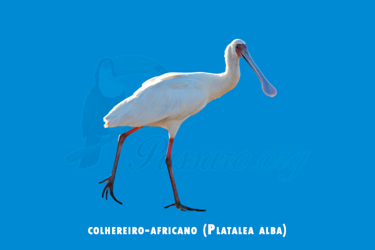 colhereiro-africano (Platalea alba)