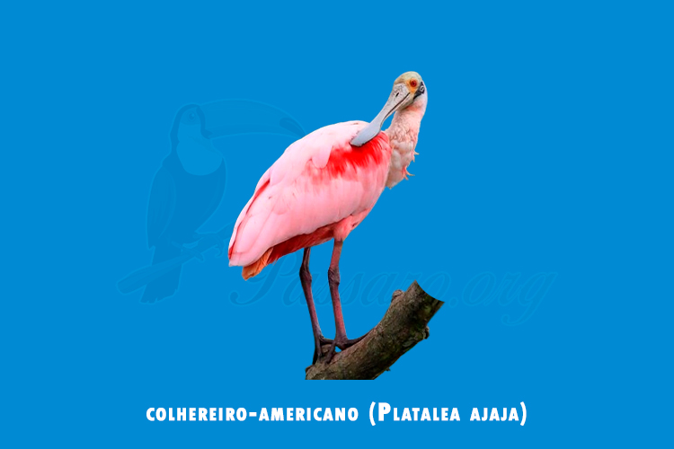 colhereiro-americano ( Platalea ajaja)