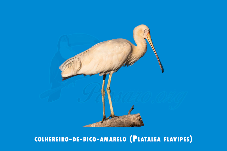 colhereiro-de-bico-amarelo ( Platalea flavipes)