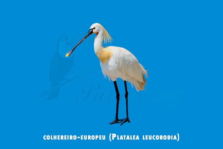 colhereiro-europeu (Platalea leucorodia)