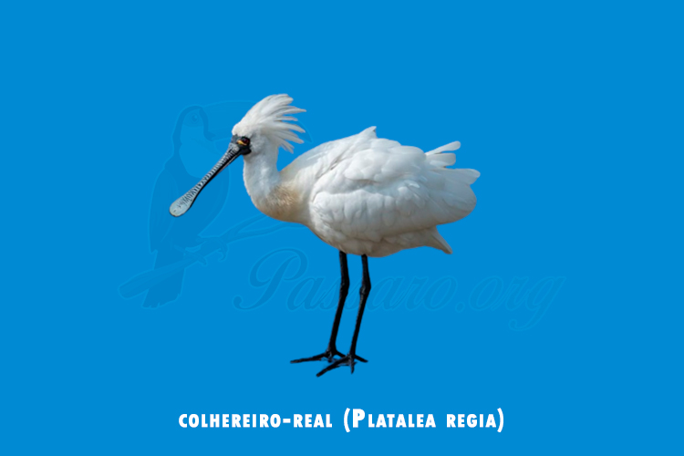 colhereiro-real (Platalea regia)