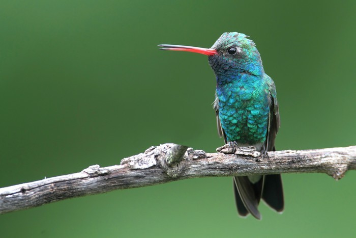 colibri-de-bico-largo