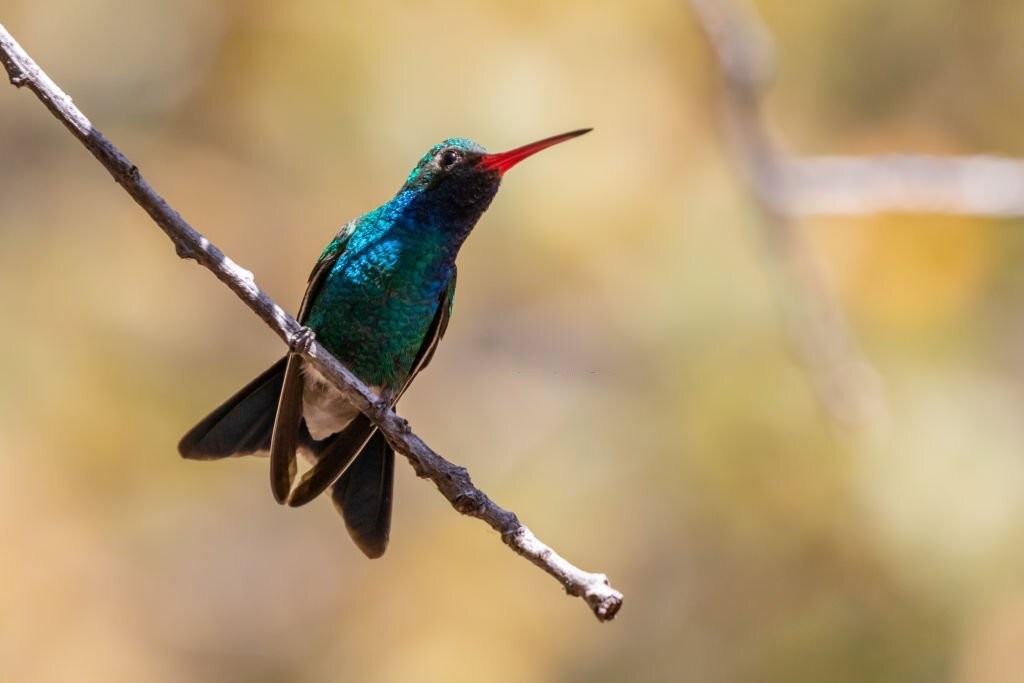 colibri-de-bico-largo