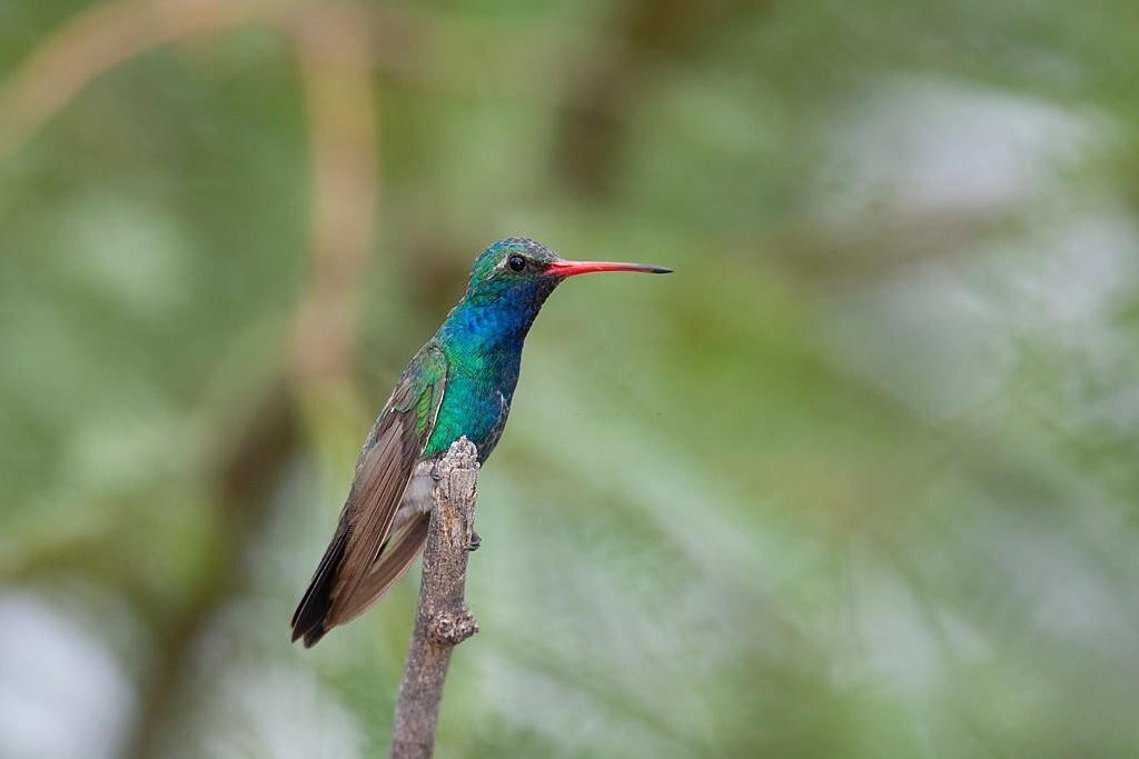 colibri-de-bico-largo