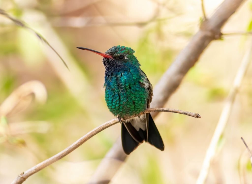 colibri-de-bico-largo