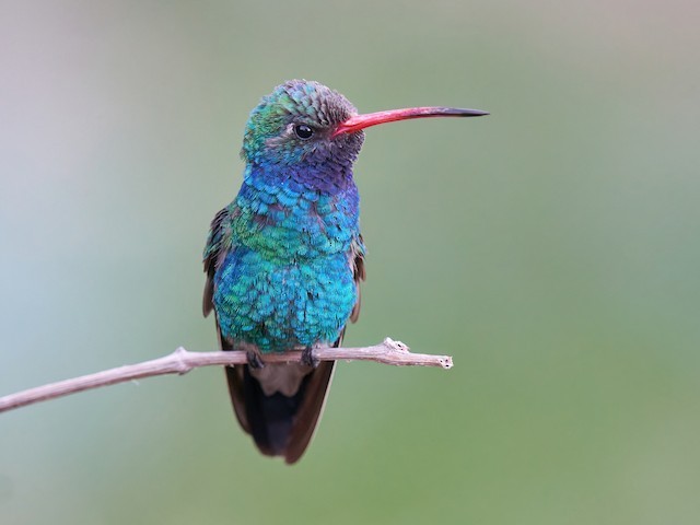 colibri-de-bico-largo
