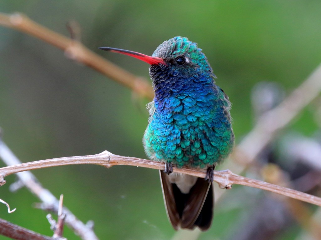 colibri-de-bico-largo