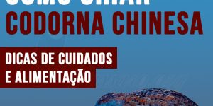 como criar Codorna chinesa