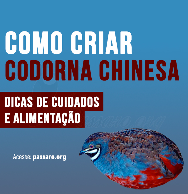 como criar Codorna chinesa