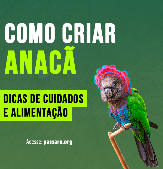 como criar anaca