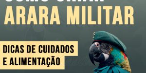 como criar arara militar