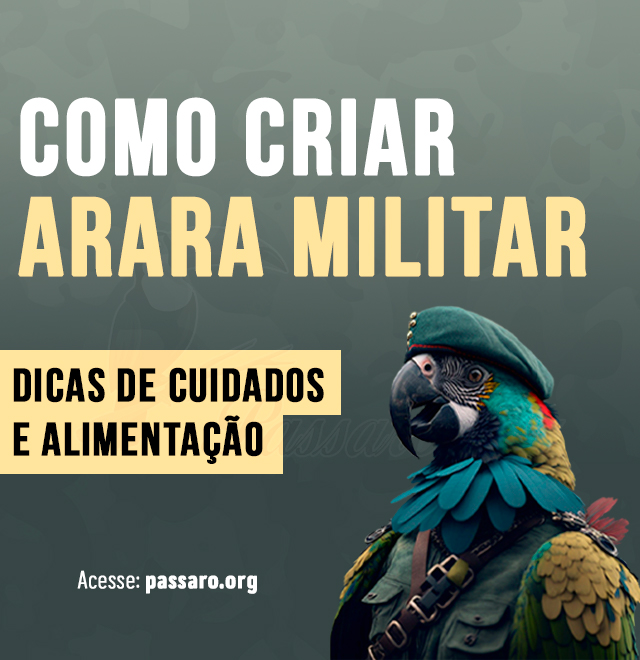 como criar arara militar