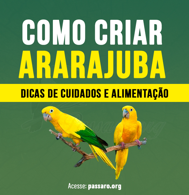 como criar ararajuba