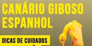 como criar canario giboso espanhol