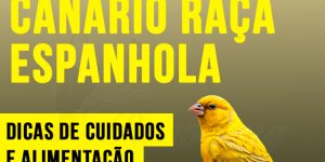 como criar canario raca espanhola