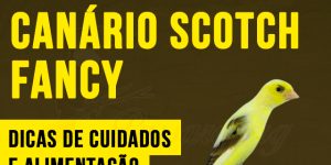 como criar canario scotch fancy