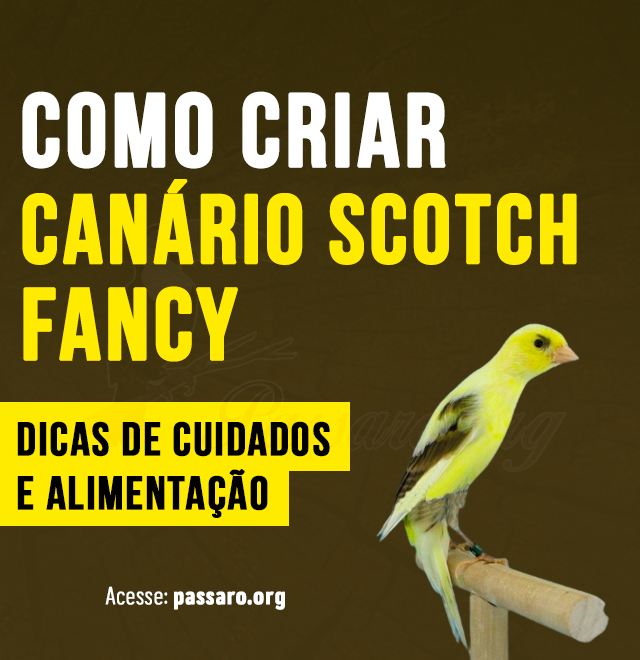 como criar canario scotch fancy