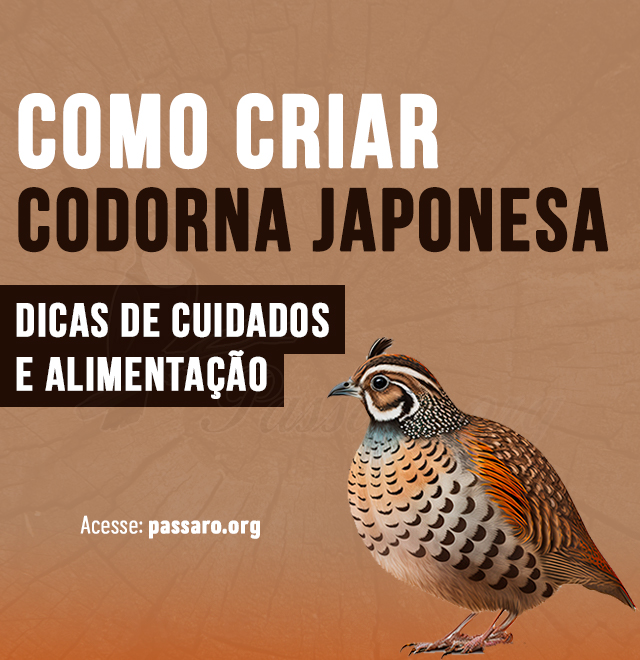 como criar codorna japonesa