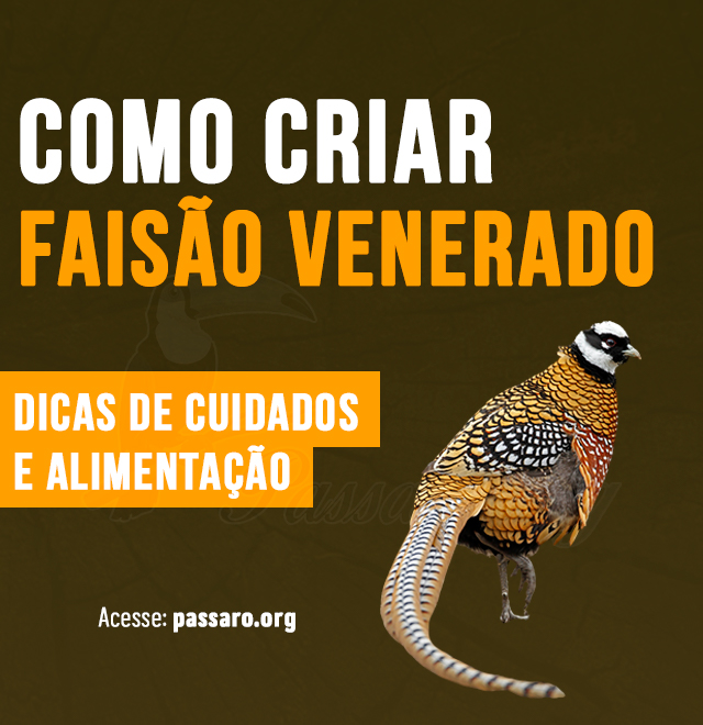 como criar faisão venerado