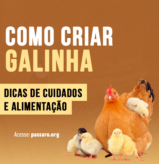 como criar galinha