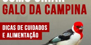 como criar galo da campina