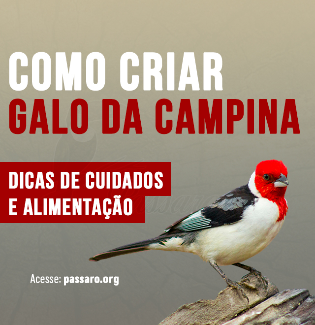 como criar galo da campina