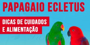 como criar papagaio ecletus