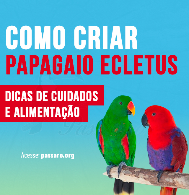 como criar papagaio ecletus