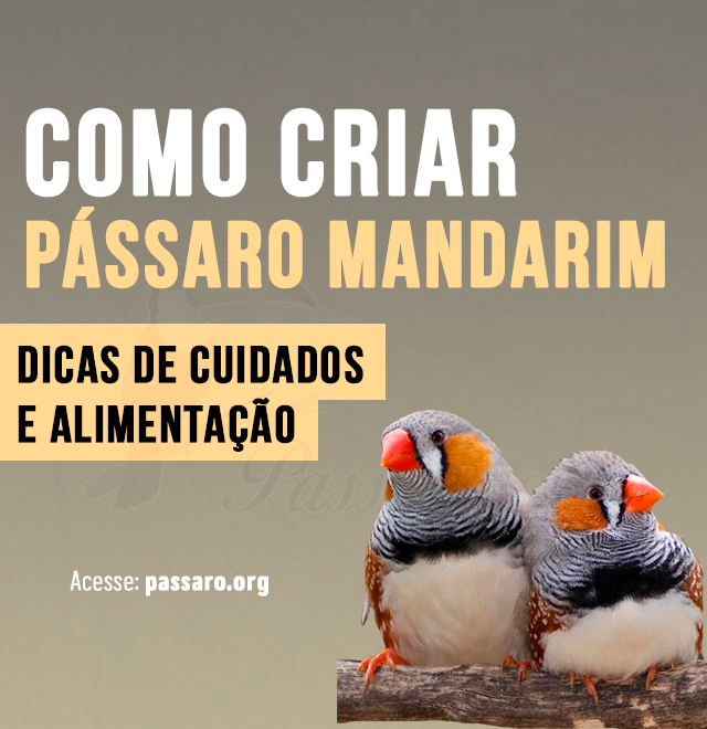 como criar pássaro mandarim