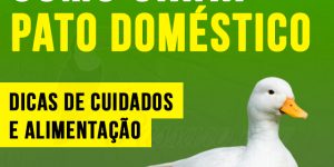 como criar pato doméstico