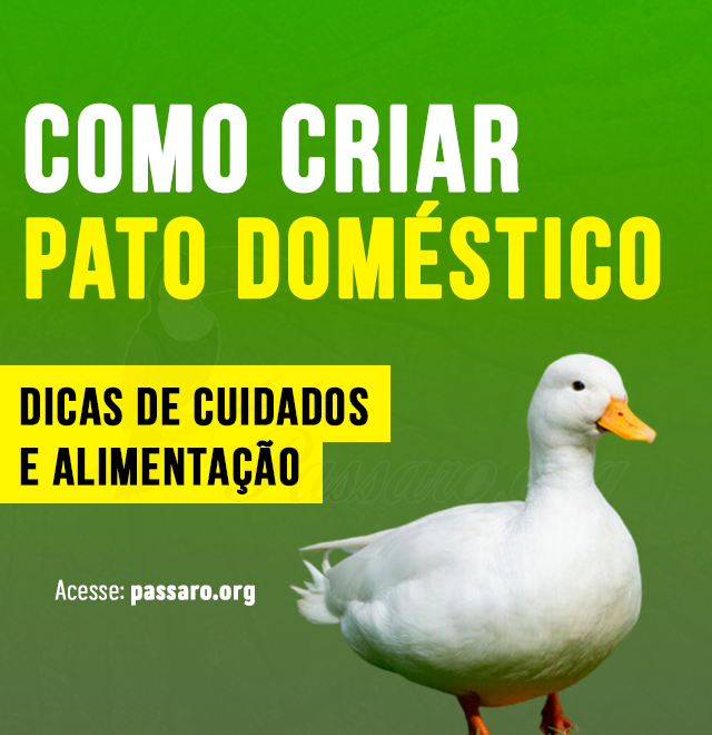 como criar pato doméstico