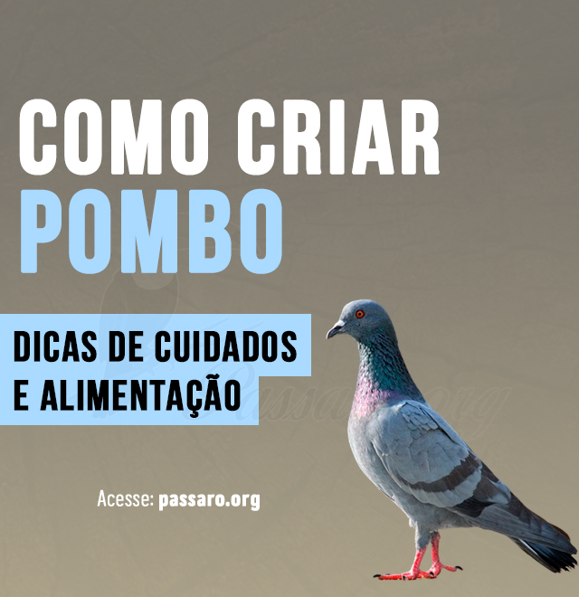 como criar pombo